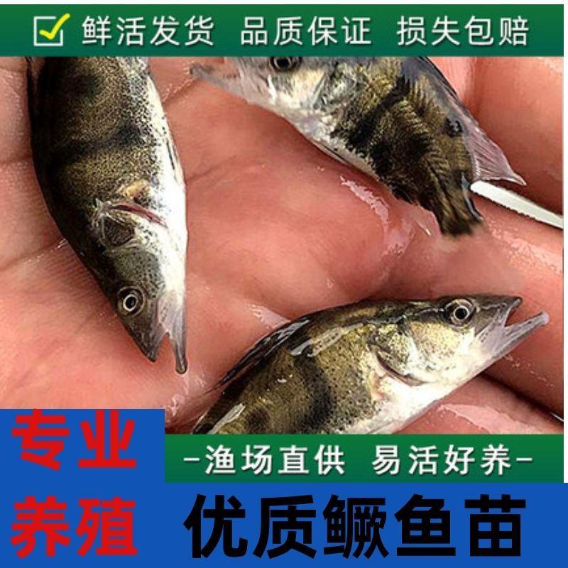 精品鳜鱼苗货量稳定鱼塘直供，可视频验货看货