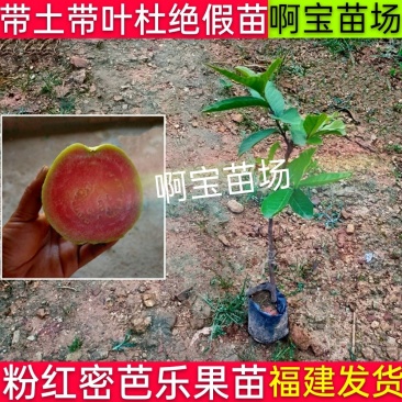 【啊宝苗场】粉红蜜芭乐苗四季红心芭乐盆栽番石地栽