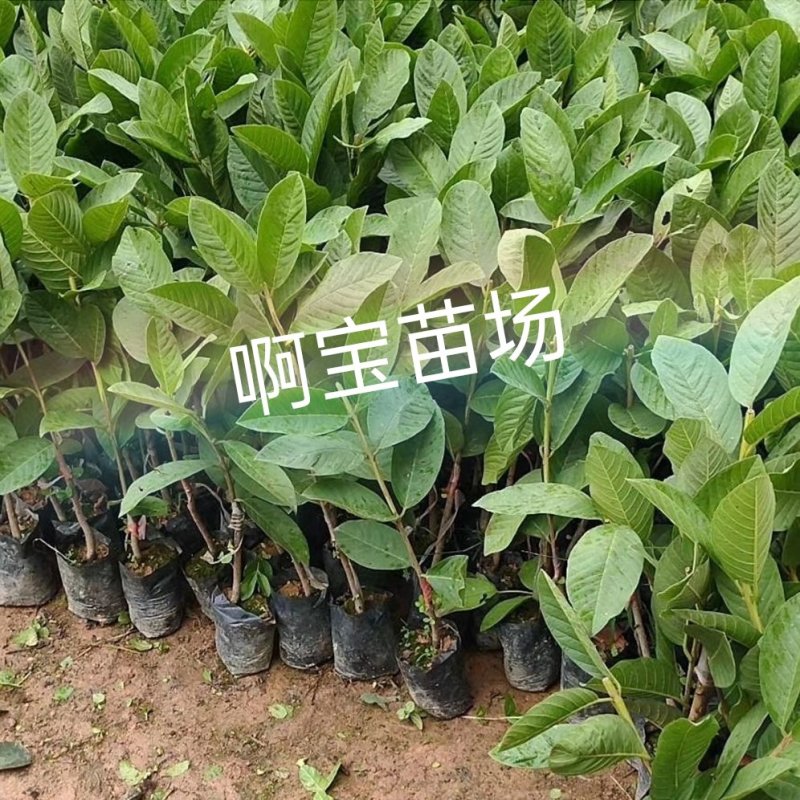 【啊宝苗场】粉红蜜芭乐苗四季红心芭乐盆栽番石地栽