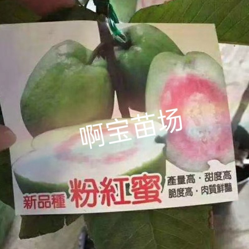 【啊宝苗场】粉红蜜芭乐苗四季红心芭乐盆栽番石地栽