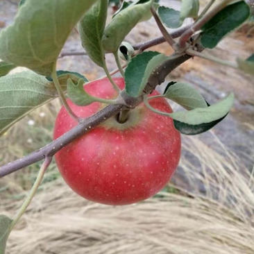【包你发大财】瑞普利苹果苗苹果苗新品种包品种成活6月中旬