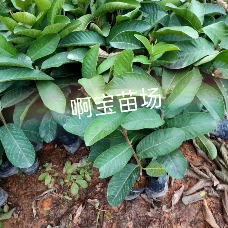 【啊宝苗场】粉红蜜芭乐苗四季红心芭乐盆栽番石地栽