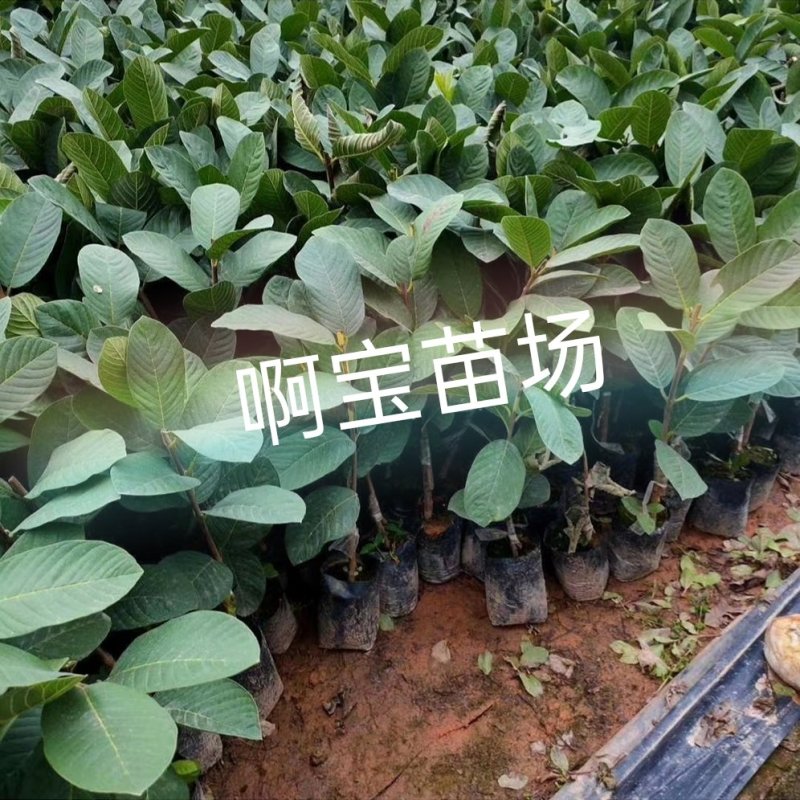 【啊宝苗场】粉红蜜芭乐苗四季红心芭乐盆栽番石地栽