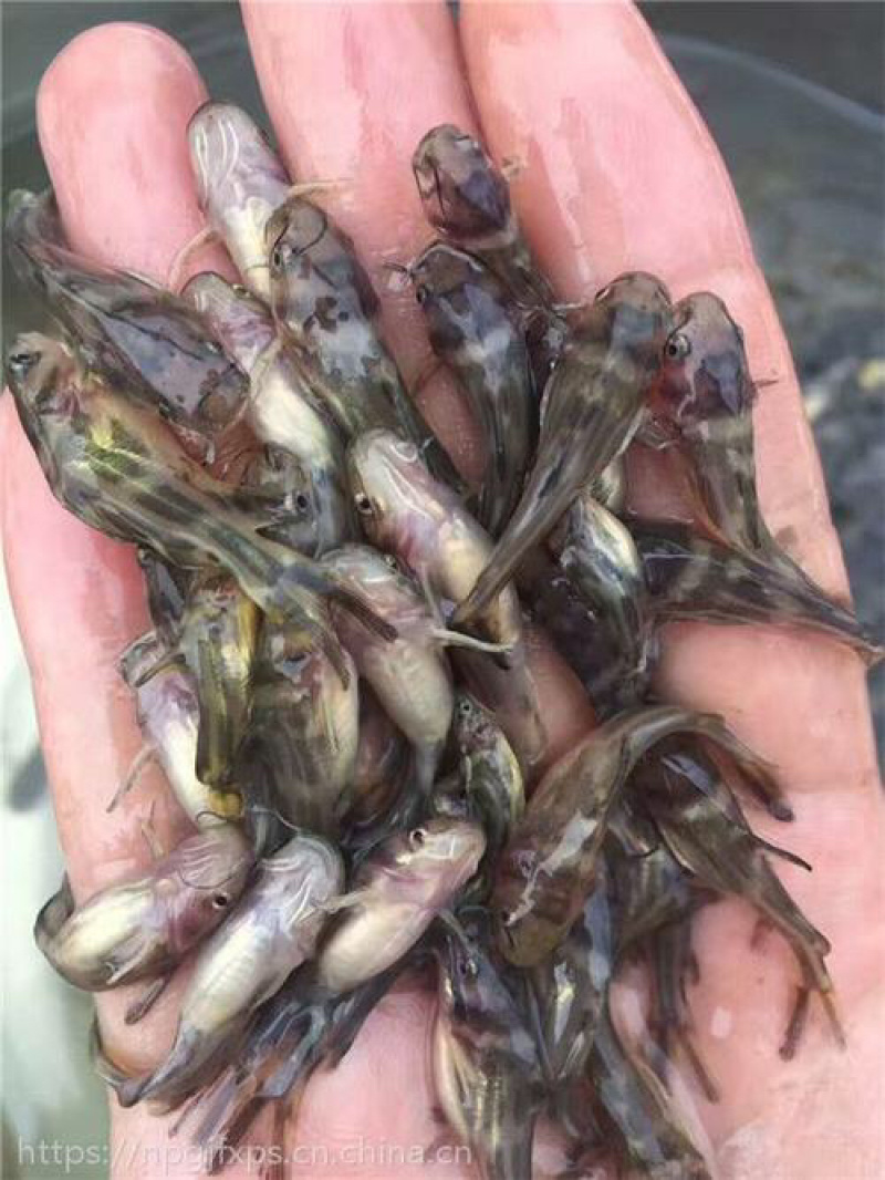【黄辣丁鱼苗】大量批发各种鱼苗及成品鱼、包送货上门