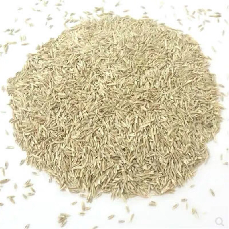 多年生黑麦草种子又名英国黑麦草