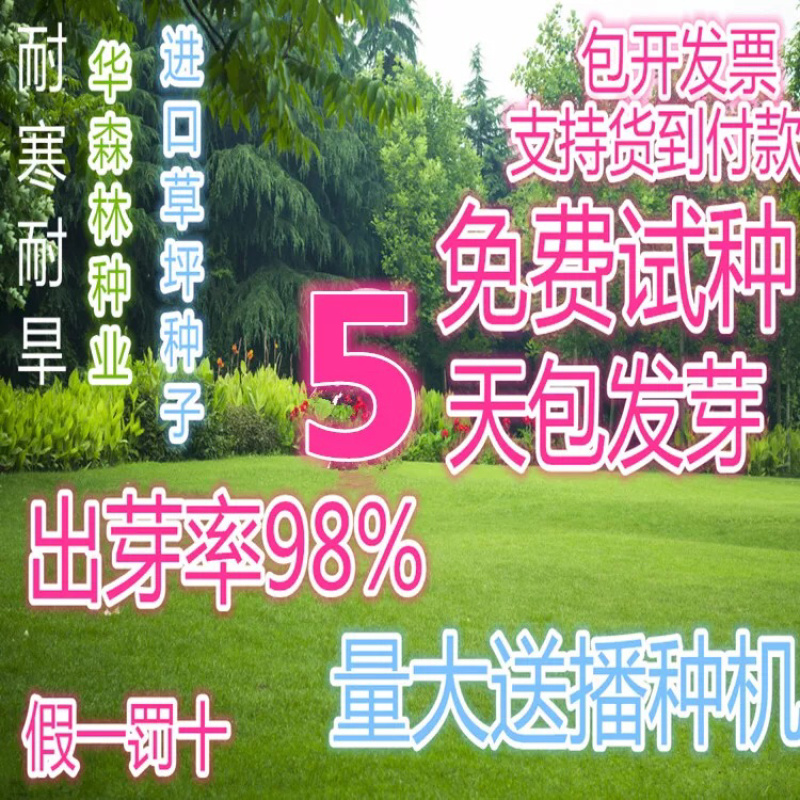 多年生黑麦草种子又名英国黑麦草