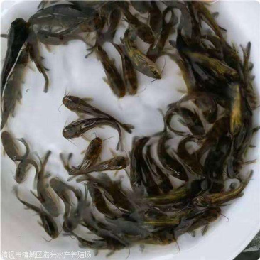 【黄辣丁鱼苗】质量保证、成活率高、支持货到付款