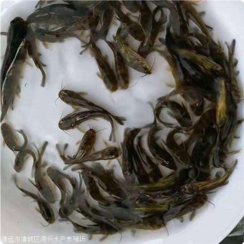 【黄辣丁鱼苗】质量保证、成活率高、支持货到付款