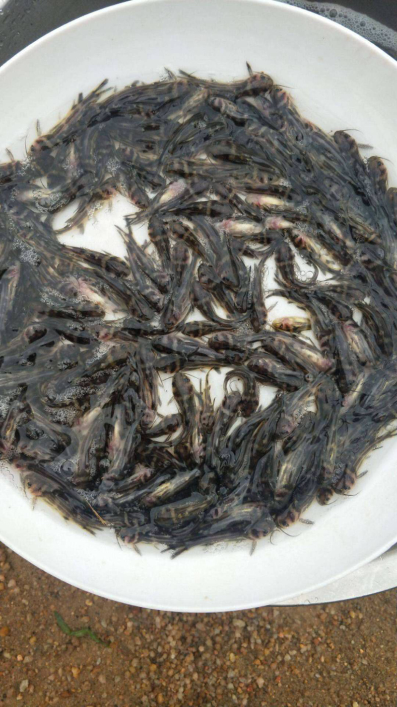 【黄辣丁鱼苗】质量保证、成活率高、支持货到付款