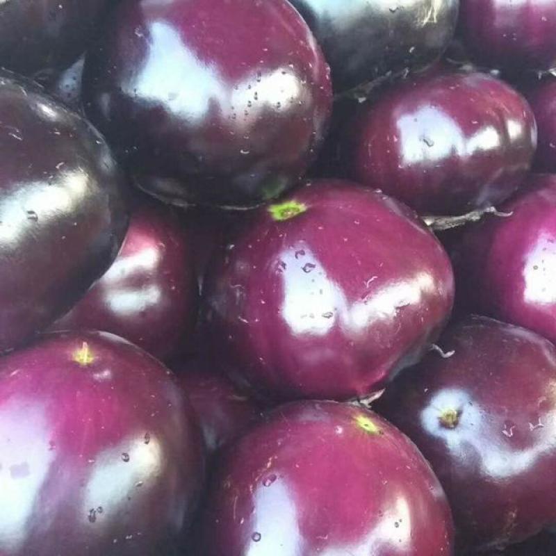 精品紫光圆茄子，推荐货源充足质量保证产地直销