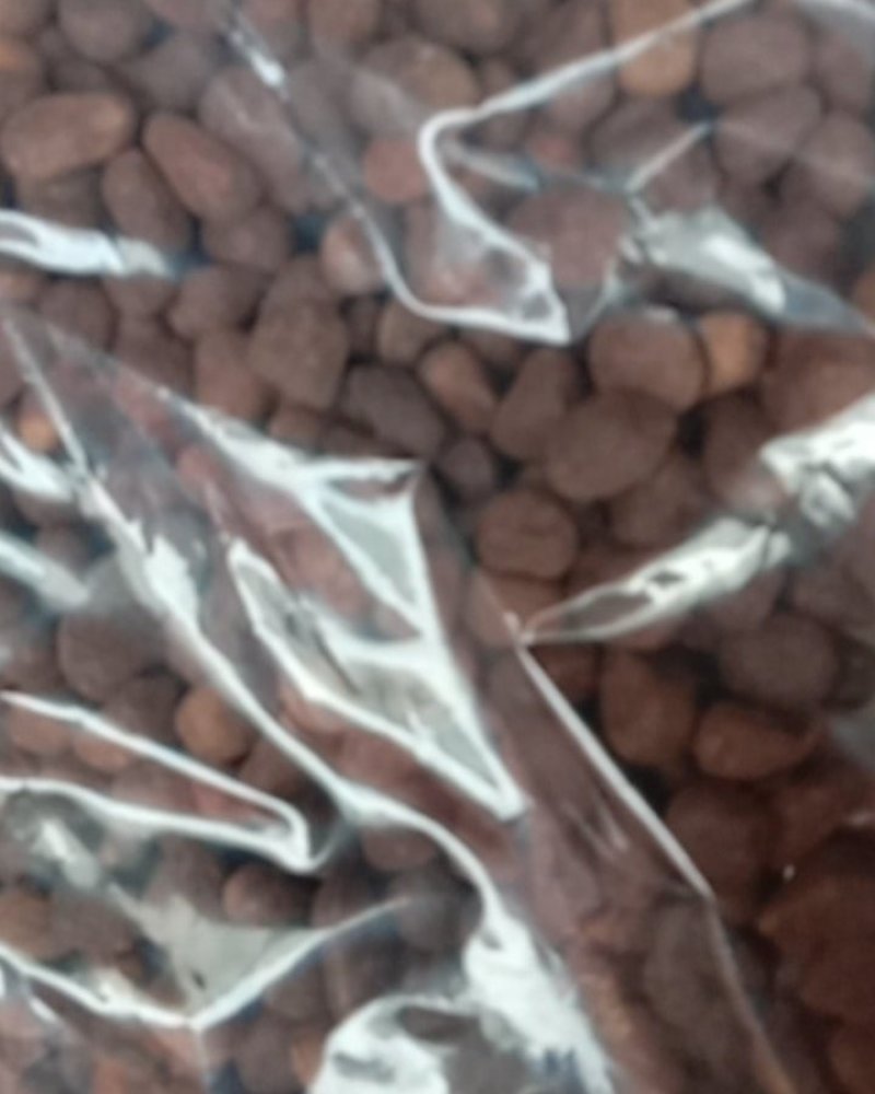 大枫子，常年批发供应冷背中药材大风子