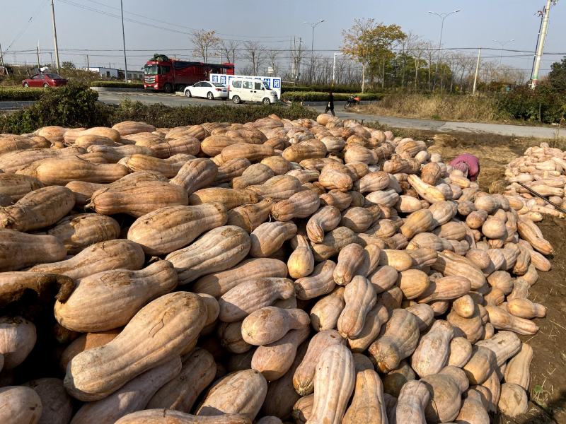 蜜本南瓜产地直发大量供应量大从优欢迎各位老板前来咨询