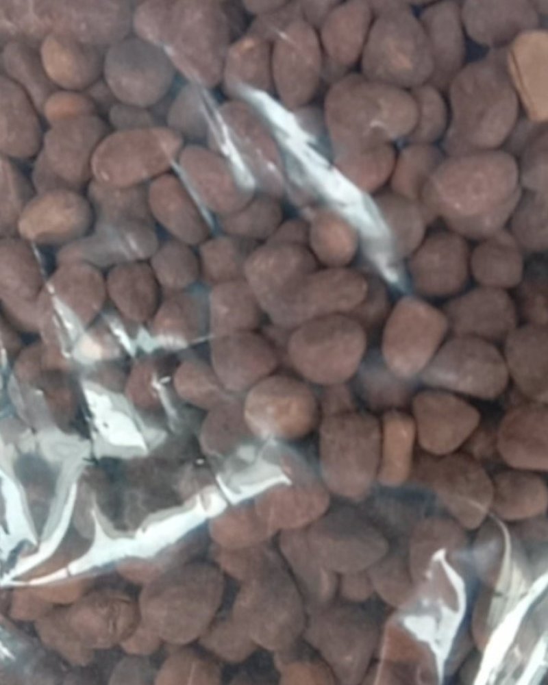 大枫子，常年批发供应冷背中药材大风子