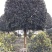 10公分桂花，12公分桂花，15公分桂花