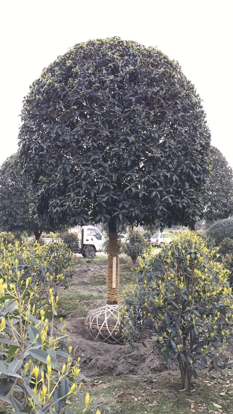 10公分桂花，12公分桂花，15公分桂花