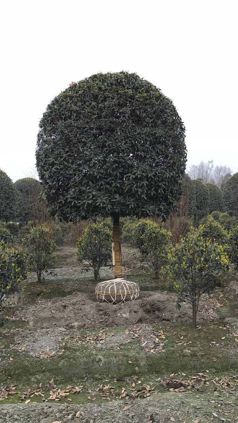 10公分桂花，12公分桂花，15公分桂花