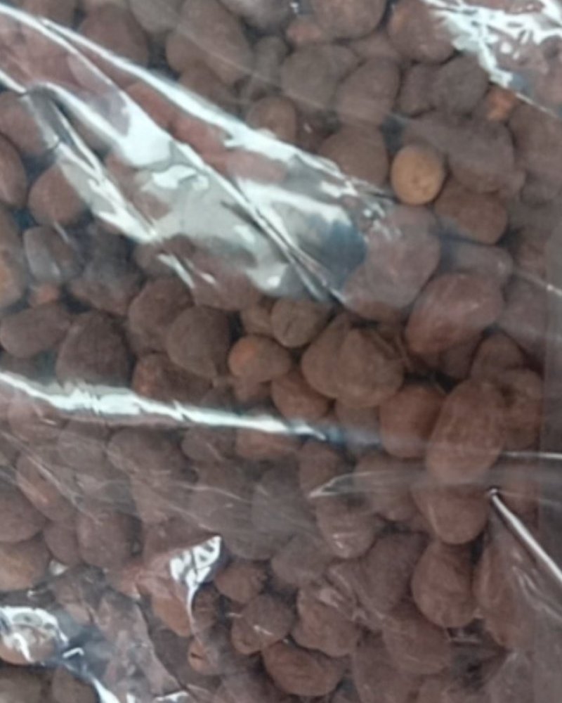 大枫子，常年批发供应冷背中药材大风子