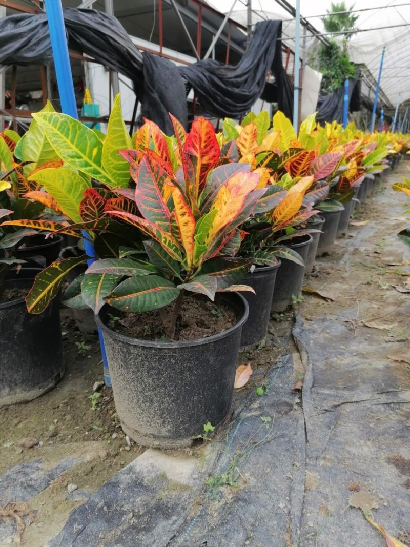 出售变叶木，加伦杯批发，