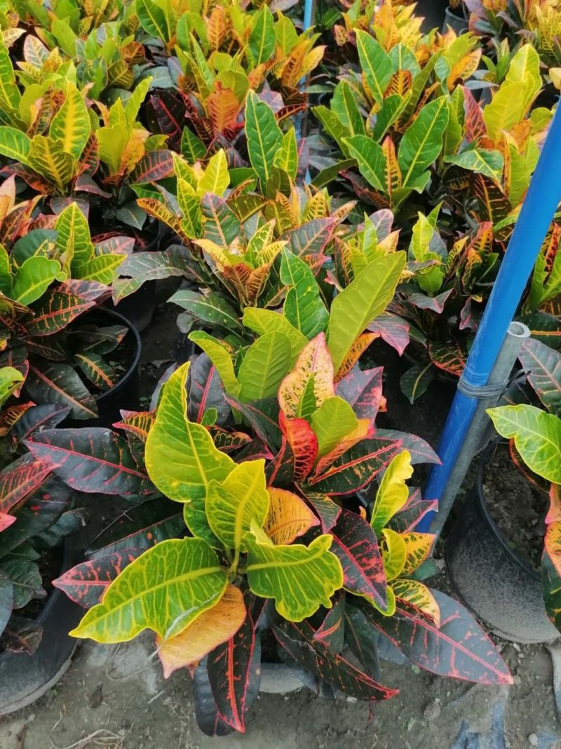出售变叶木，加伦杯批发，