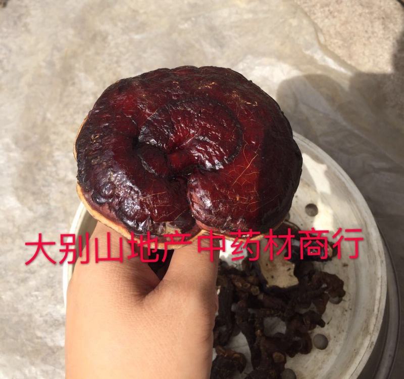大别山野生灵芝，不是野生不要钱假一赔十，一手货源