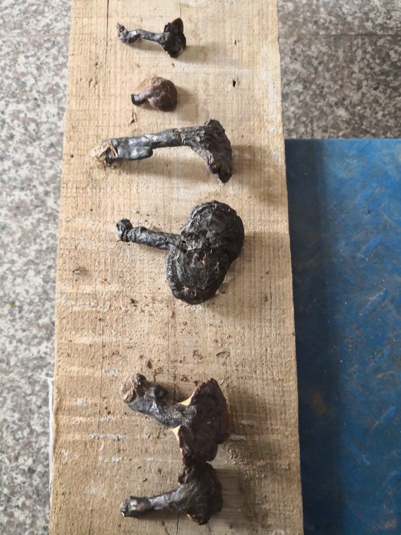 大别山野生灵芝，不是野生不要钱假一赔十，一手货源