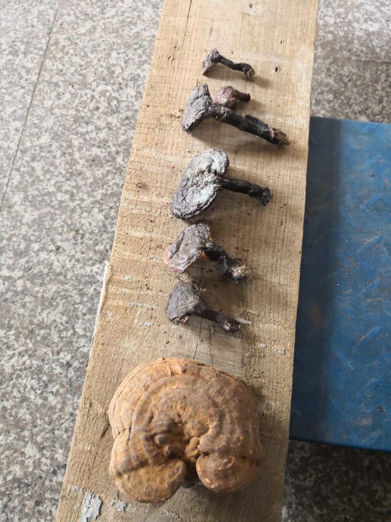 大别山野生灵芝，不是野生不要钱假一赔十，一手货源