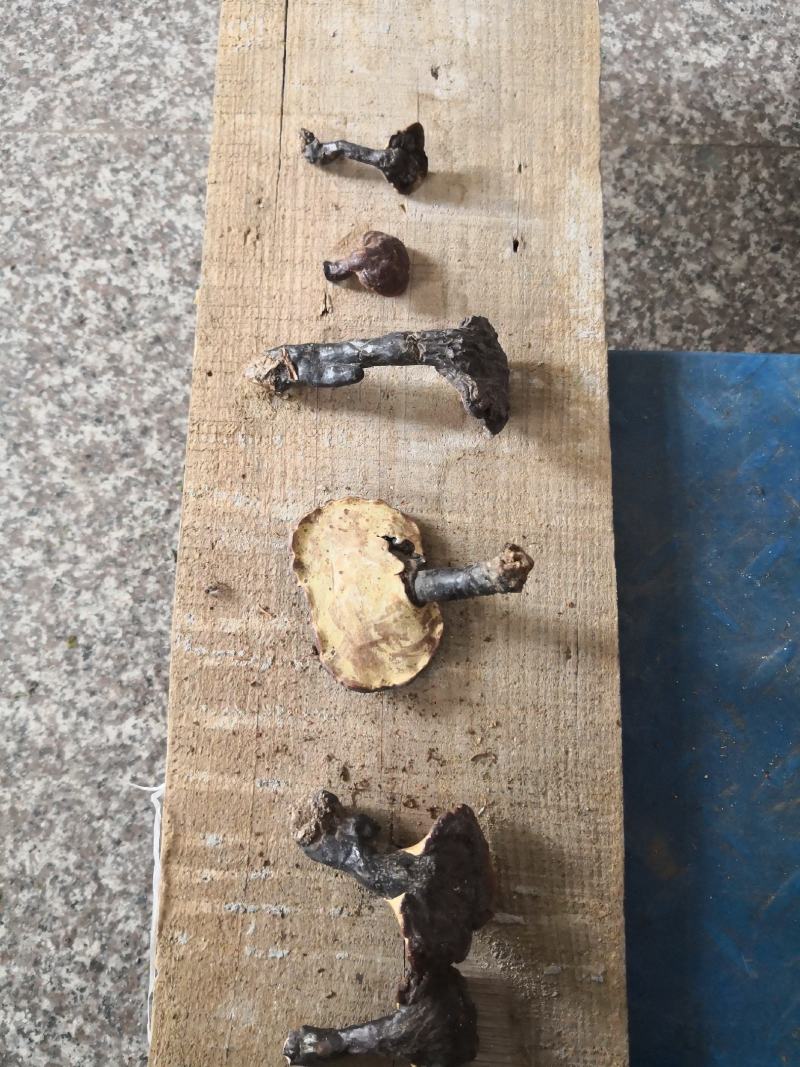 大别山野生灵芝，不是野生不要钱假一赔十，一手货源