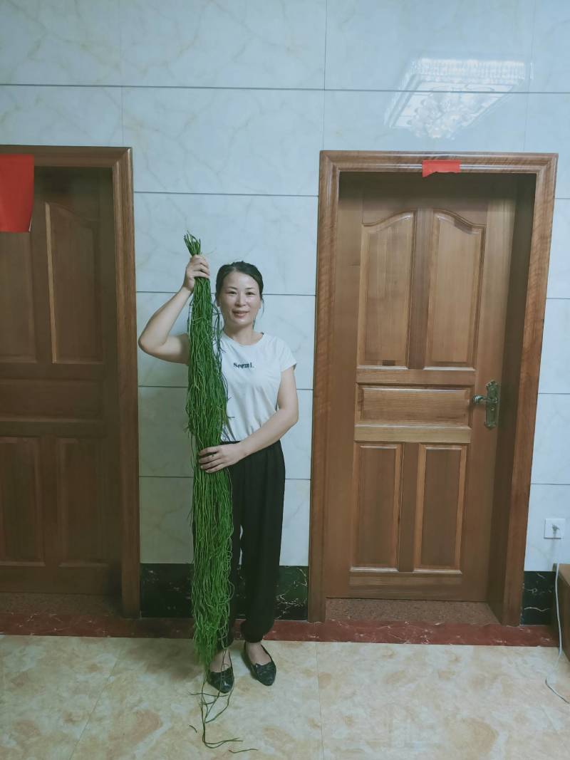 田氏冷背中草药，伸筋草，马尾千金草，马尾草