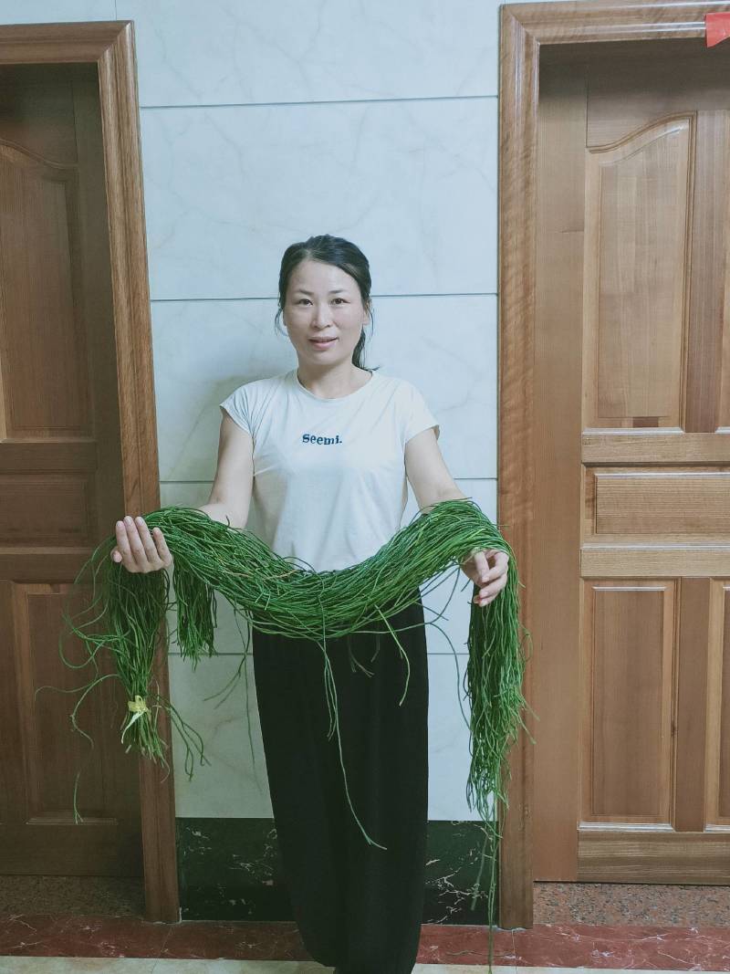 田氏冷背中草药，伸筋草，马尾千金草，马尾草
