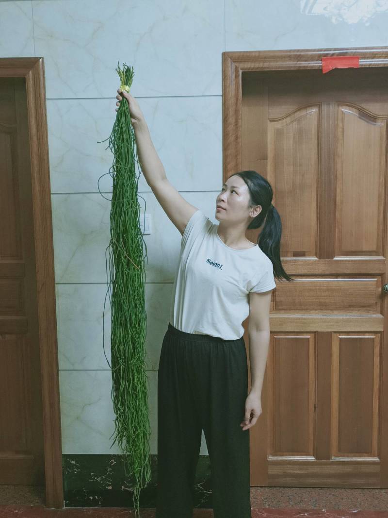 田氏冷背中草药，伸筋草，马尾千金草，马尾草
