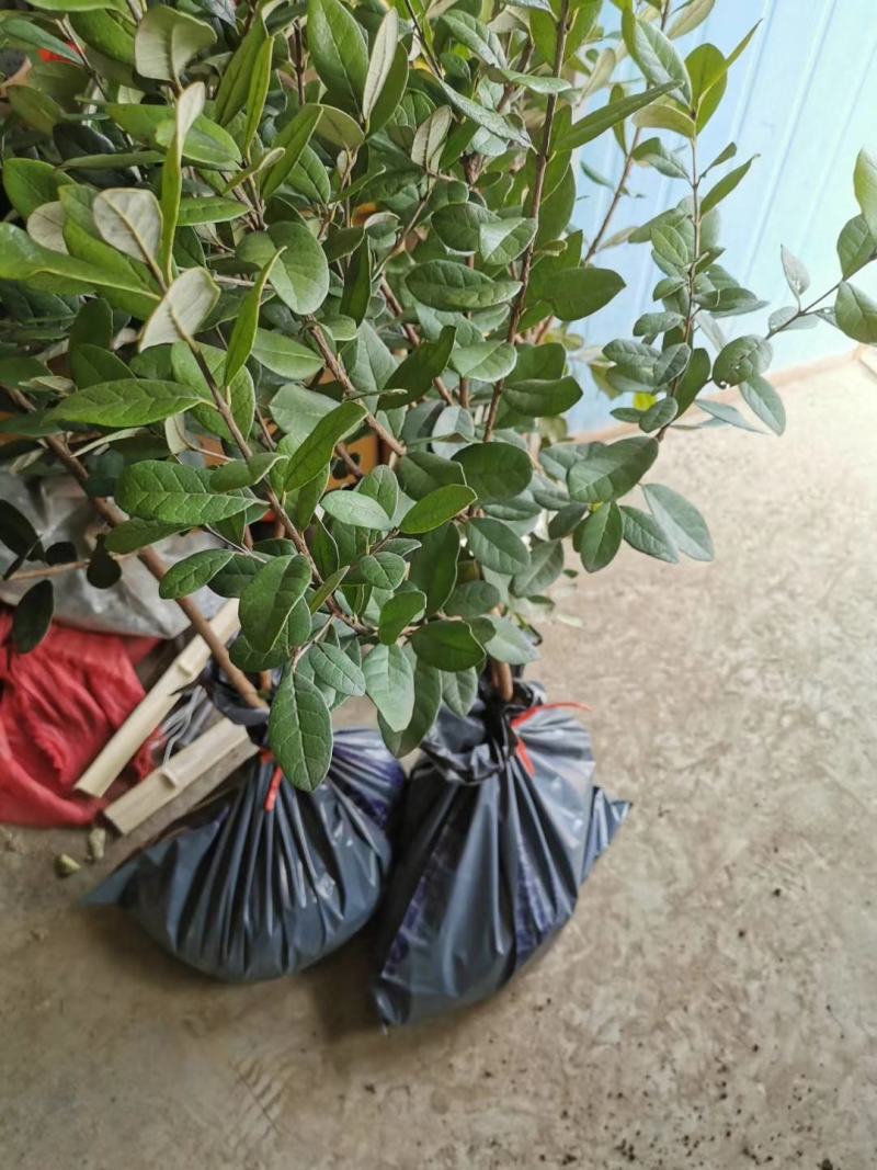 菲油果种苗批发基地直销优质苗木百利特色农业