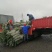 菲油果种苗批发基地直销优质苗木百利特色农业