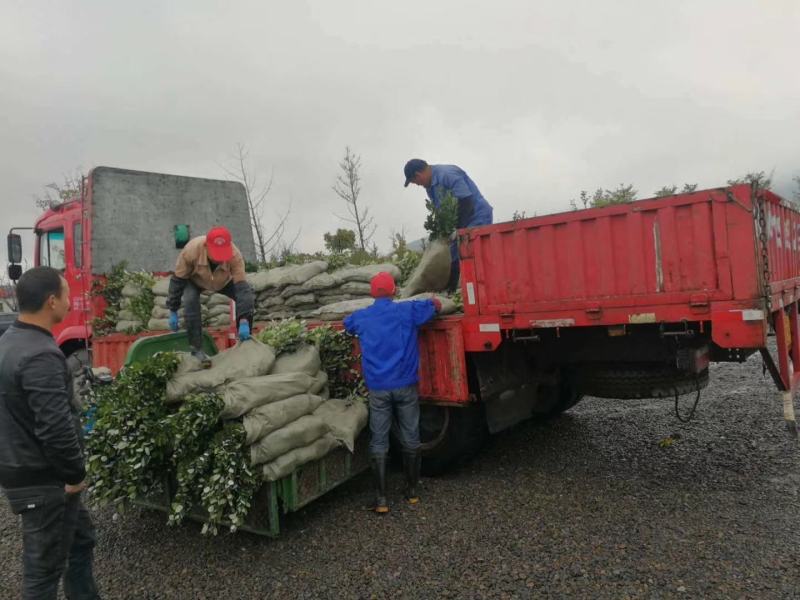 菲油果种苗批发基地直销优质苗木百利特色农业
