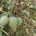菲油果种苗批发基地直销优质苗木百利特色农业