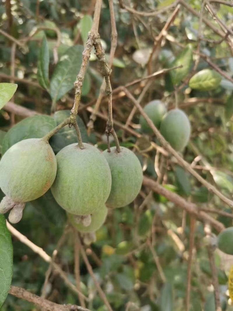 菲油果种苗批发基地直销优质苗木百利特色农业