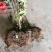 菲油果种苗批发基地直销优质苗木百利特色农业