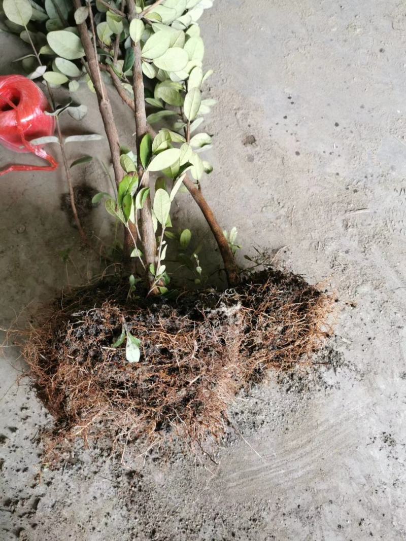 菲油果种苗批发基地直销优质苗木百利特色农业
