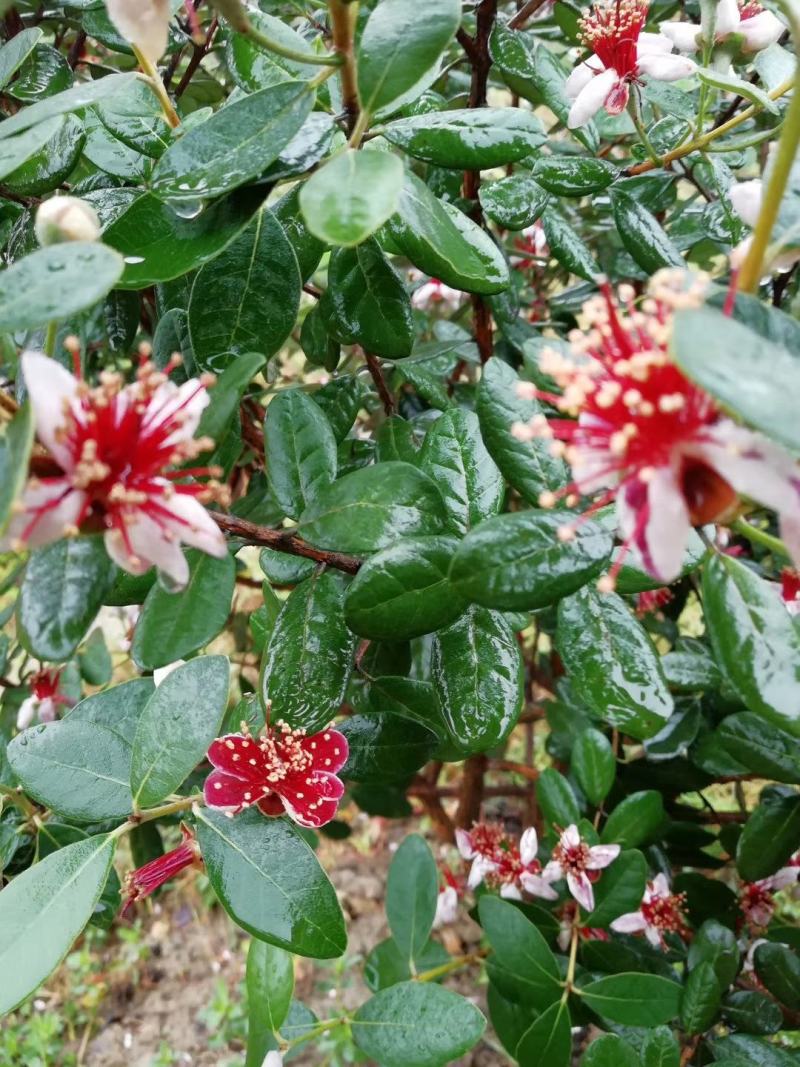 菲油果种苗批发基地直销优质苗木百利特色农业