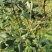 菲油果种苗批发基地直销优质苗木百利特色农业