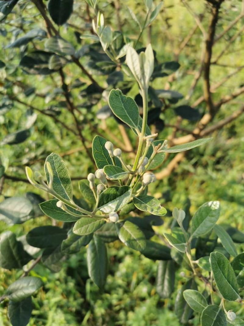 菲油果种苗批发基地直销优质苗木百利特色农业