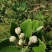 菲油果种苗批发基地直销优质苗木百利特色农业
