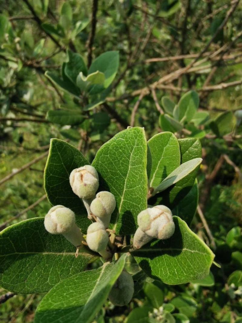 菲油果种苗批发基地直销优质苗木百利特色农业