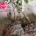 菲油果种苗批发基地直销优质苗木百利特色农业