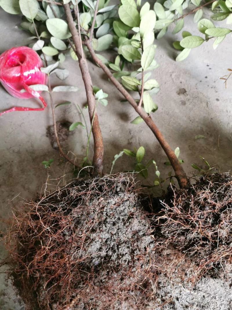 菲油果种苗批发基地直销优质苗木百利特色农业