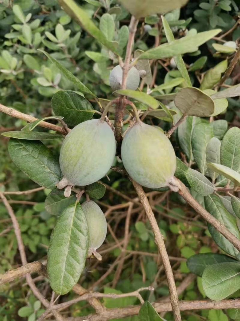菲油果种苗批发基地直销优质苗木百利特色农业