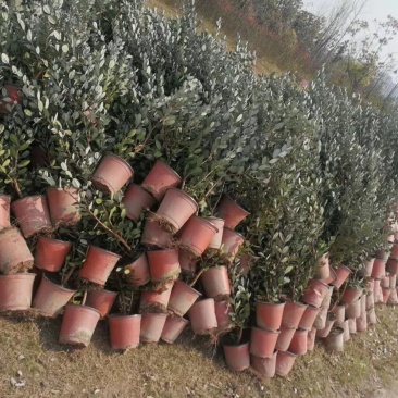 菲油果种苗批发基地直销优质苗木百利特色农业
