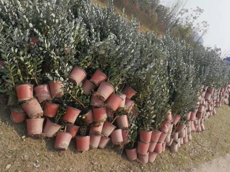 菲油果种苗批发基地直销优质苗木百利特色农业