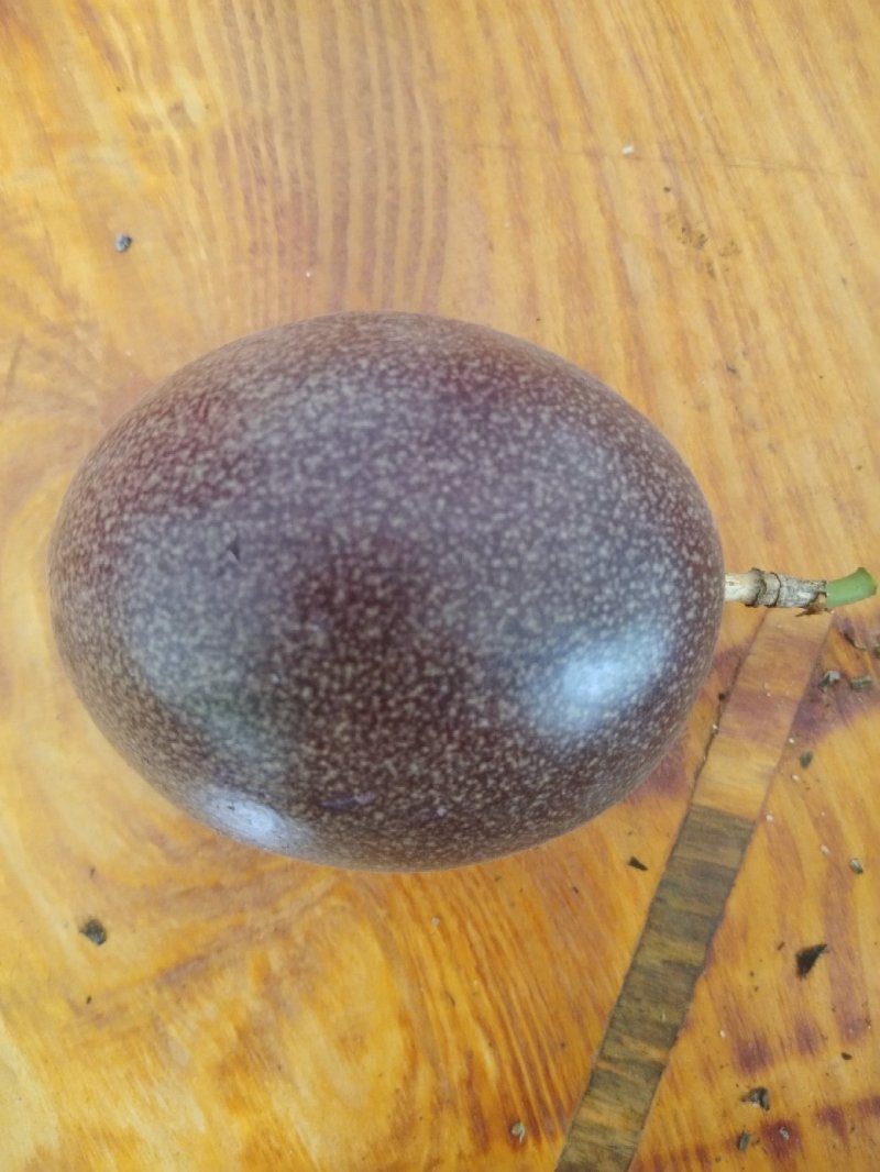 赣南百香果，寻乌百香果，种植基地直达，常年大量供应。
