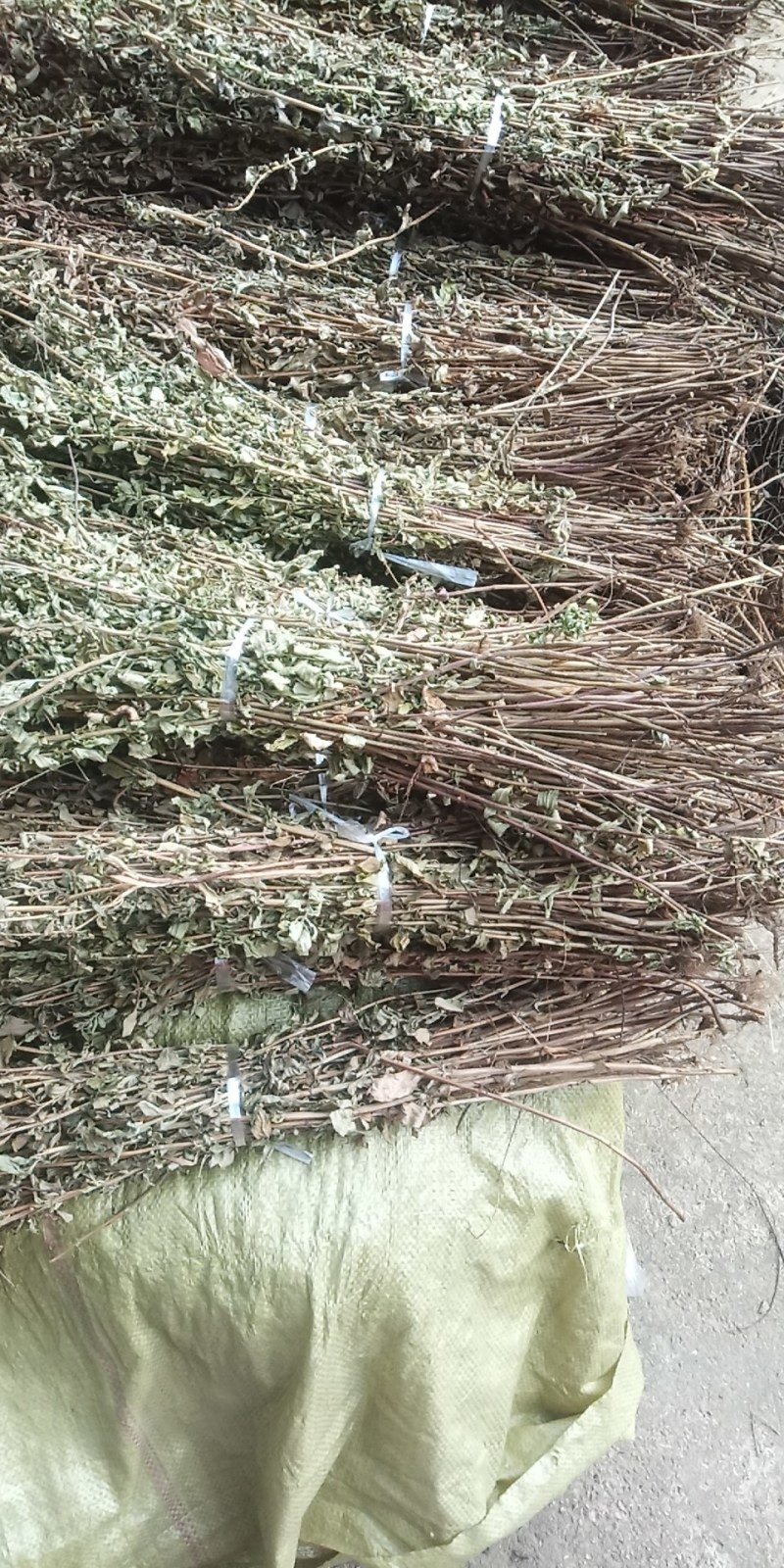 野生牛至香菇草大别山特产野生中草药不是野生不要钱