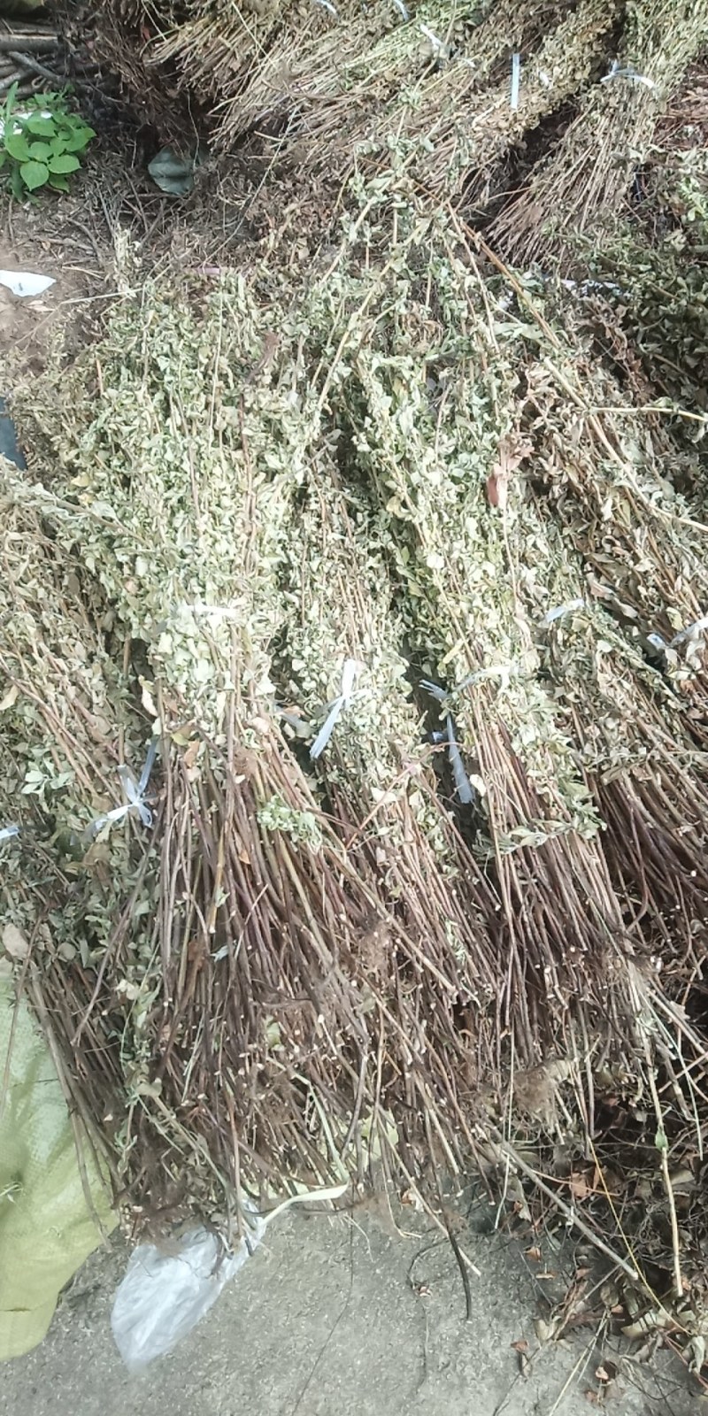 野生牛至香菇草大别山特产野生中草药不是野生不要钱